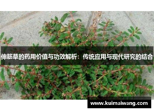 伸筋草的药用价值与功效解析:传统应用与现代研究的结合